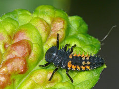 Harmonia axyridis
