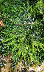 Warnstorfia fluitans