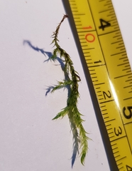 Warnstorfia fluitans