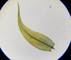 Warnstorfia fluitans