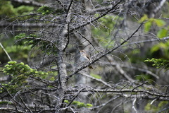 Catharus bicknelli