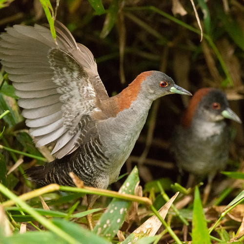 Gray-breasted Crake