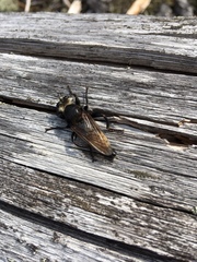 Laphria ephippium
