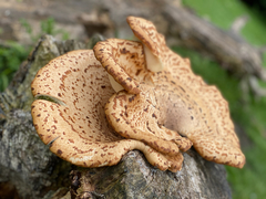 Cerioporus squamosus