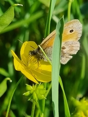 Coenonympha pamphilus