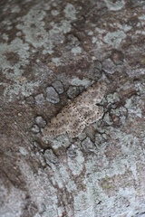 Percnia fumidaria