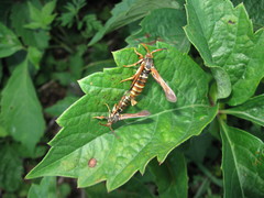 Vitacea polistiformis