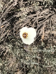 Calochortus bruneaunis