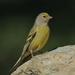 Citril Finch - Photo (c) Andrew Thompson, some rights reserved (CC BY-NC), uploaded by Andrew Thompson