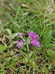 Primula scandinavica
