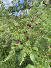 Larix laricina