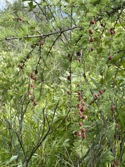 Larix laricina