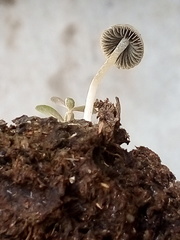 Panaeolus cyanescens