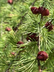 Larix laricina
