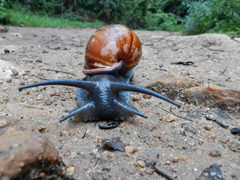 Megalobulimus ovatus