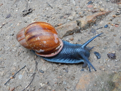 Megalobulimus ovatus