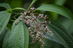 Miconia prasina