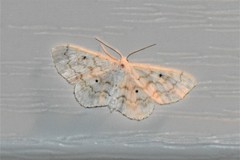 Idaea obfusaria