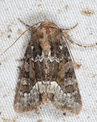 Oligia strigilis