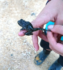 Ranoidea cyclorhynchus