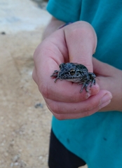 Ranoidea cyclorhynchus