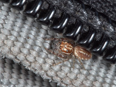 Opisthoncus serratofasciatus