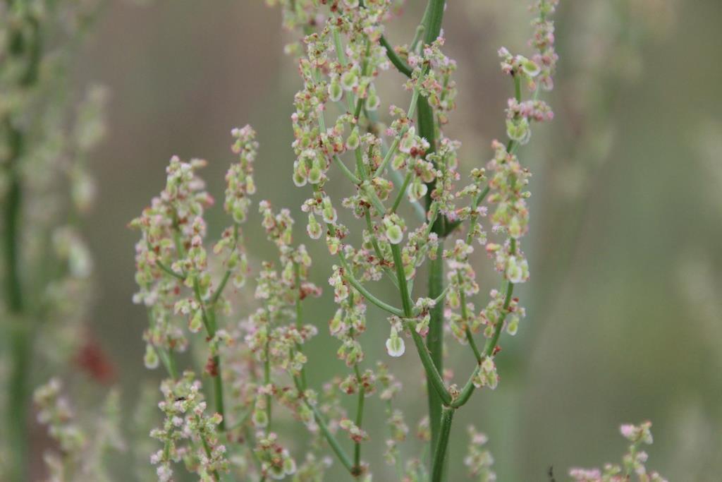 Rumex thyrsiflorus