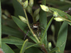 Opisthoncus serratofasciatus