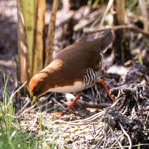 Rufirallus Crakes