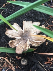 Fungi