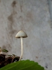Panaeolus cyanescens