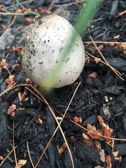 Fungi