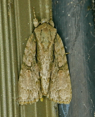 Acronicta connecta