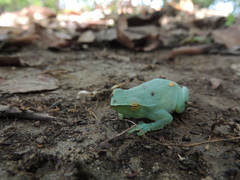 Sphaenorhynchus lacteus
