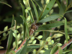 Opisthoncus serratofasciatus