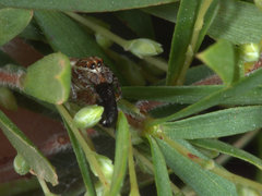 Opisthoncus serratofasciatus