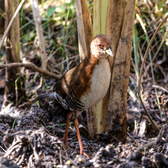 Laterallus leucopyrrhus
