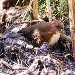 Laterallus leucopyrrhus