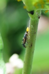 Harmonia axyridis