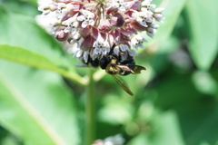 Xylocopa virginica