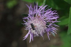 Pseudoanthidium nanum