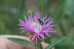 Pseudoanthidium nanum