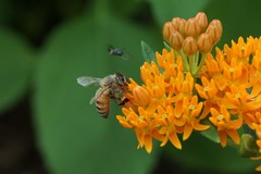Apis mellifera