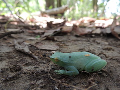 Sphaenorhynchus lacteus