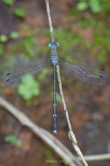 Lestes dorothea