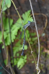 Lestes dorothea