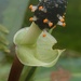 Anthurium llanense Croat