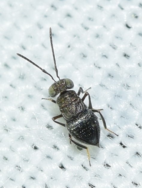 Dinocarsis hemipterus
