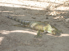 Iguana iguana