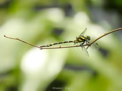 Macrogomphus wynaadicus